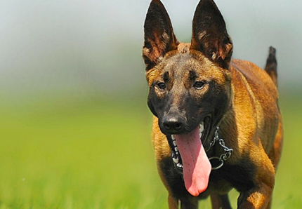 Il cane più intelligente... eccolo